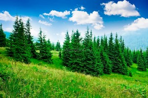 fotooboi priroda (127)