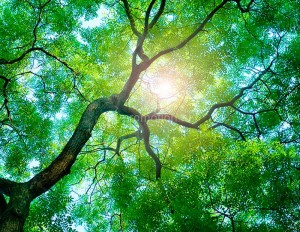 fotooboi priroda (130)