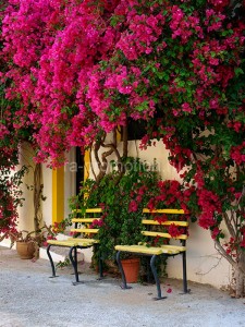 fotooboi priroda (131)