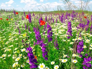 fotooboi priroda (135)