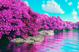 fotooboi priroda (148)