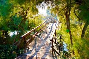 fotooboi priroda (152)