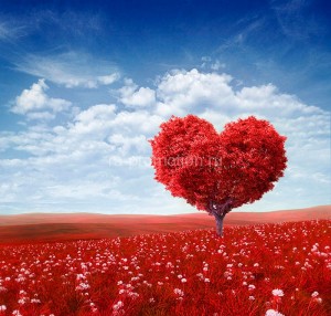 fotooboi priroda (157)