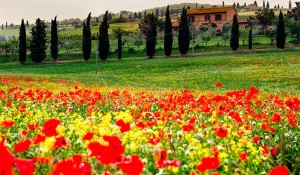 fotooboi priroda (164)