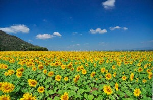 fotooboi priroda (170)