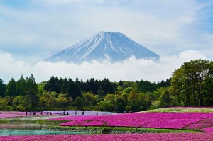 fotooboi priroda (176)