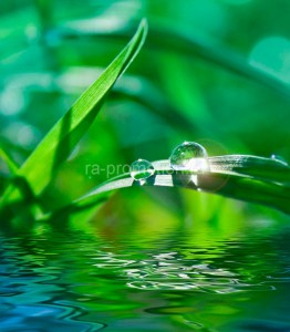 fotooboi priroda (18)