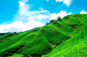 fotooboi priroda (198)