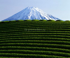 fotooboi priroda (199)