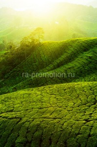 fotooboi priroda (203)