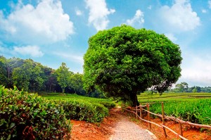 fotooboi priroda (204)