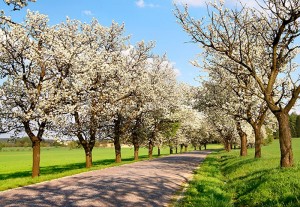 fotooboi priroda (27)