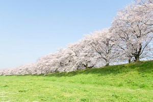 fotooboi priroda (28)