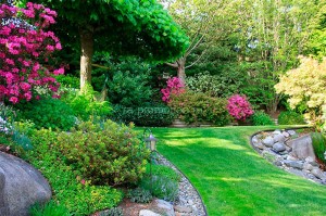 fotooboi priroda (3)