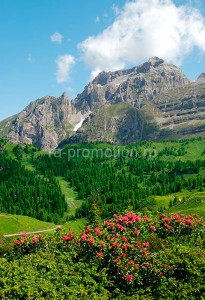 fotooboi priroda (45)