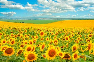 fotooboi priroda (47)