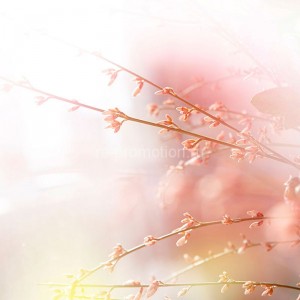 fotooboi priroda (57)