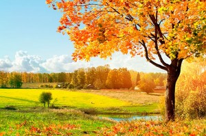 fotooboi priroda (58)