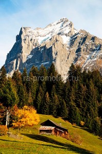 fotooboi priroda (59)