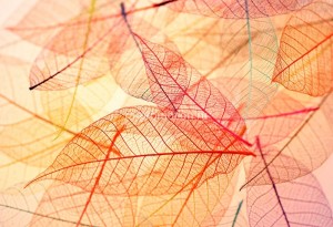 fotooboi raznoe (68)